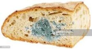 moldy_bread