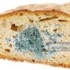 moldy_bread